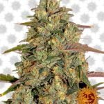 Barney's Farm Amnesia Lemon (3 seeds pack)