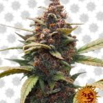 Barney's Farm Ayahuasca Purple (3 seeds pack)