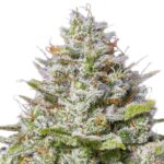 Barneys Farm Blue Gelato 41 3 seeds pack