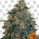 Barney's Farm Blueberry OG (3 seeds pack)