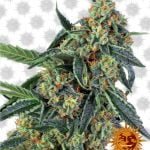 Barney's Farm Cookies Kush (3 seeds pack)