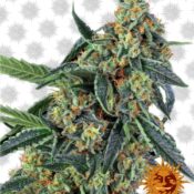 Barney's Farm Cookies Kush (3 seeds pack)