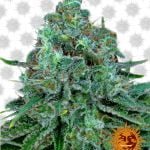 Barney's Farm Critical Kush (3 seeds pack)