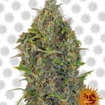 Barney's Farm Critical Kush Auto (3 seeds pack)