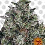 Barney's Farm Glookies (3 seeds pack)