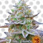 Barney's Farm Gorilla Zkittlez (3 seeds pack)