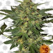 Barney's Farm LSD (5 seeds pack)