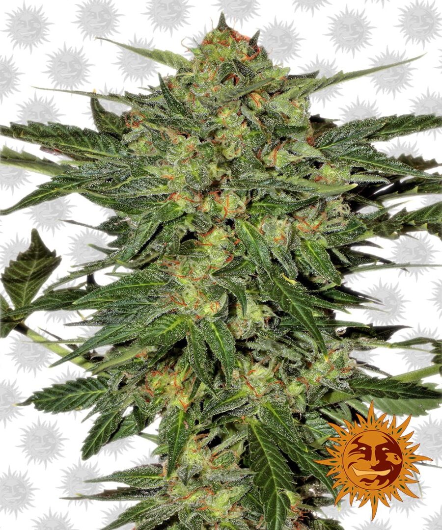 Barney's Farm LSD (5 seeds pack)