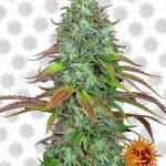 Barney's Farm LSD Automatic (3 seeds pack)