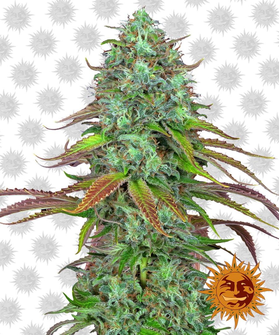 Barney's Farm LSD Automatic (3 seeds pack)