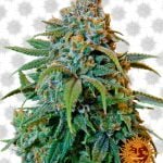 Barney's Farm Liberty Haze (3 seeds pack)