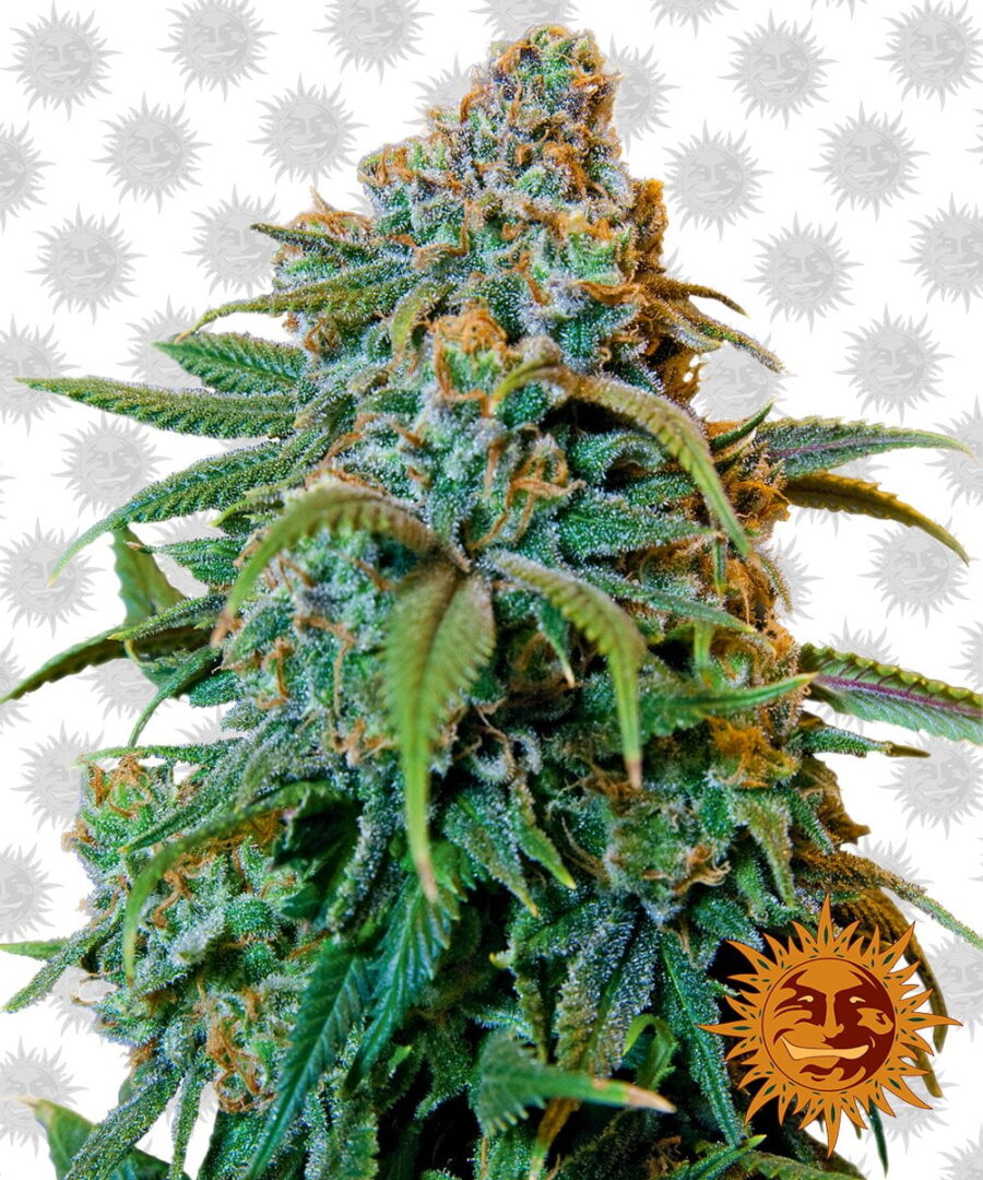 Barney's Farm Liberty Haze (3 seeds pack)