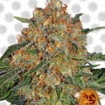 Barney's Farm Orange Sherbert (3 seeds pack)