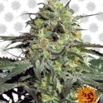 Barney's Farm Peyote Cookies (3 seeds pack)