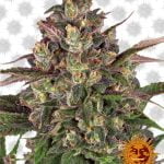 Barney's Farm Peyote Critical (3 seeds pack)