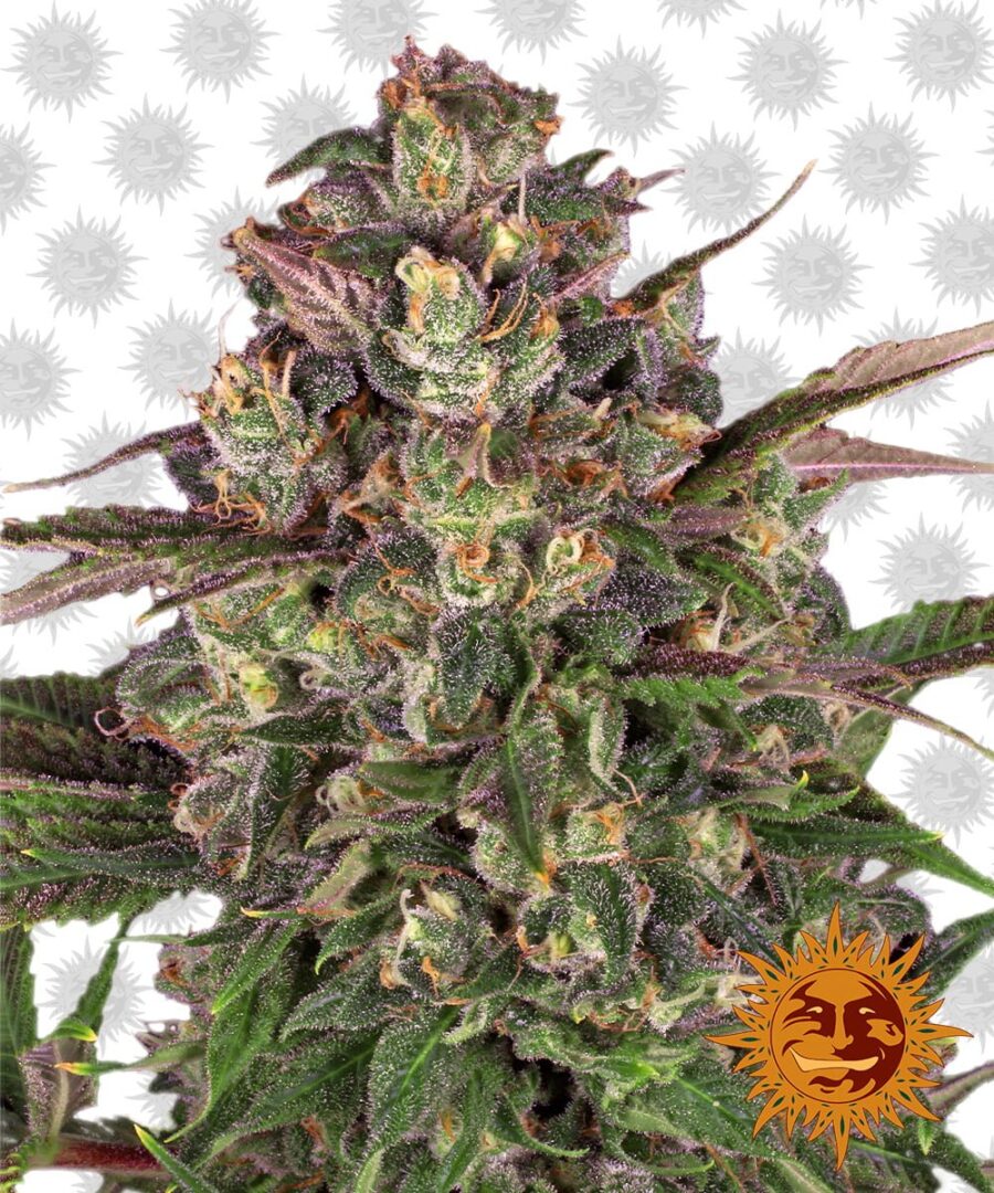 Barney's Farm Peyote Critical (3 seeds pack)