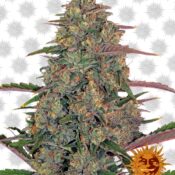 Barney's Farm Pineapple Chunk (3 seeds pack)