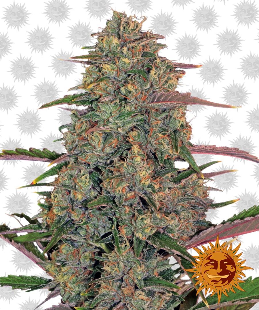 Barney's Farm Pineapple Chunk (3 seeds pack)