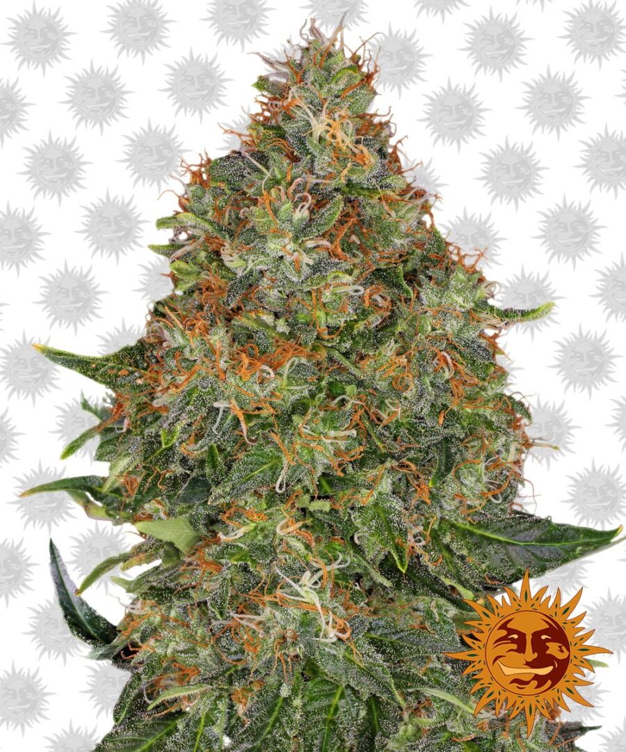 Barney's Farm Pineapple Express Auto (3 seeds pack)