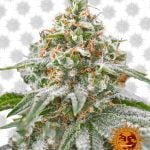 Barney's Farm Pink Kush (5 seeds pack)