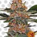 Barney's Farm Purple Punch (3 seeds pack)