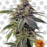 Barney's Farm ShiskaBerry (3 seeds pack)