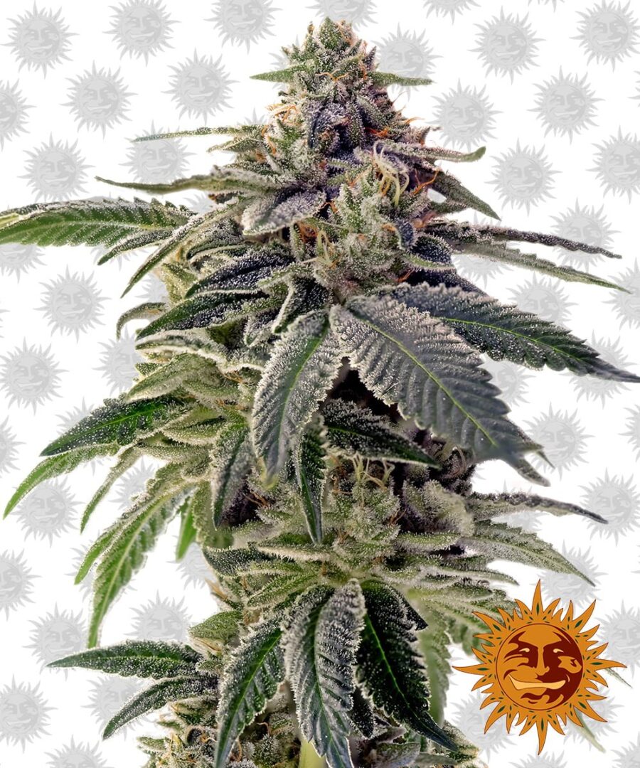 Barney's Farm ShiskaBerry (3 seeds pack)