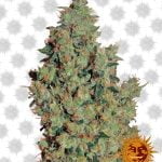 Barney's Farm Tangerine Dream (3 seeds pack)