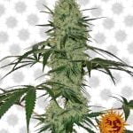 Barney's Farm Tangerine Dream Auto (3 seeds pack)