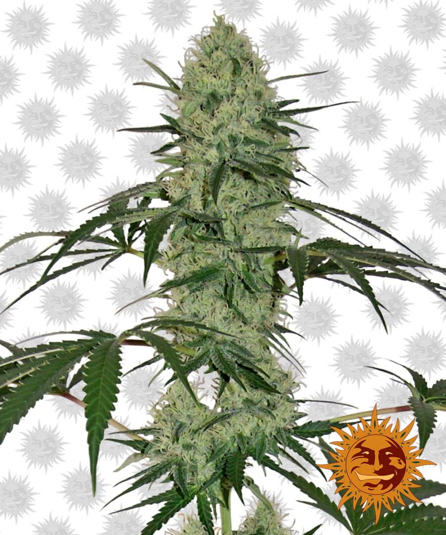 Barney's Farm Tangerine Dream Auto (3 seeds pack)