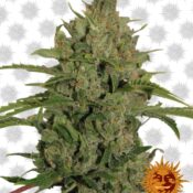 Barney's Farm Triple Cheese (3 seeds pack)