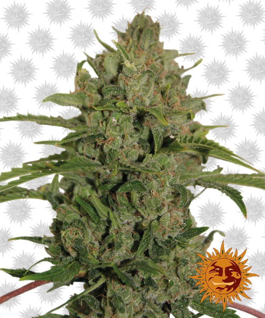 Barney's Farm Triple Cheese (3 seeds pack)