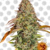 Barney's Farm Zkittlez OG Auto (3 seeds pack)