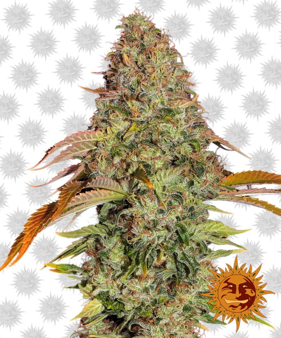 Barney's Farm Zkittlez OG Auto (3 seeds pack)