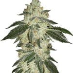 Fast Buds - Green Crack Automatic (5seeds/pack)