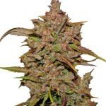 Fast Buds - Crystal Meth Automatic (3seeds/pack)