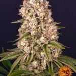 Barney's Farm Tropicanna Banana (5 seeds pack)