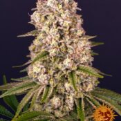 Barney's Farm Tropicanna Banana (5 seeds pack)