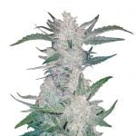 Fast Buds - Rhino Ryder Automatic (5seeds/pack)