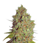 Wholesale Narcos Agent Murphy Feminized 3 seeds pack