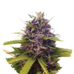 Wholesale Narcos Blackbeard Feminized 3 seeds pack 1