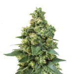 Wholesale Narcos Cali Critical Power Feminized 3 seeds pack