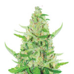 Narcos El Limón Feminized (3 seeds pack)