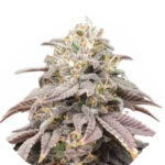 Narcos Forbidden Fruta Cake Feminized (3 seeds pack)