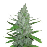 Wholesale Narcos Grieselda White Widow Feminized 3 seeds pack