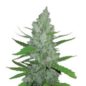 Wholesale Narcos Grieselda White Widow Feminized 3 seeds pack