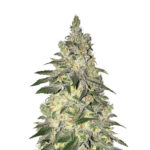 Wholesale Narcos Kingping Kush Feminized 3 seeds pack 1