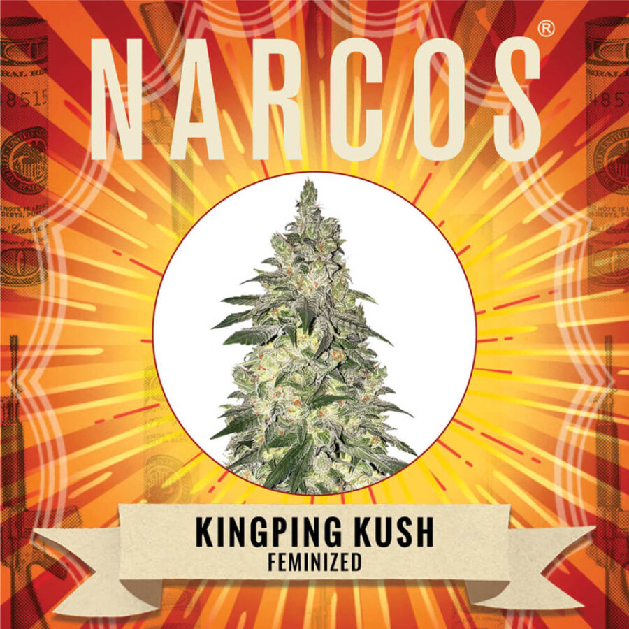 Wholesale Narcos Kingping Kush Feminized 3 seeds pack