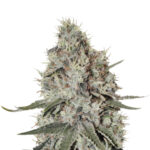 Wholesale Narcos La Catedral Feminized 3 seeds pack