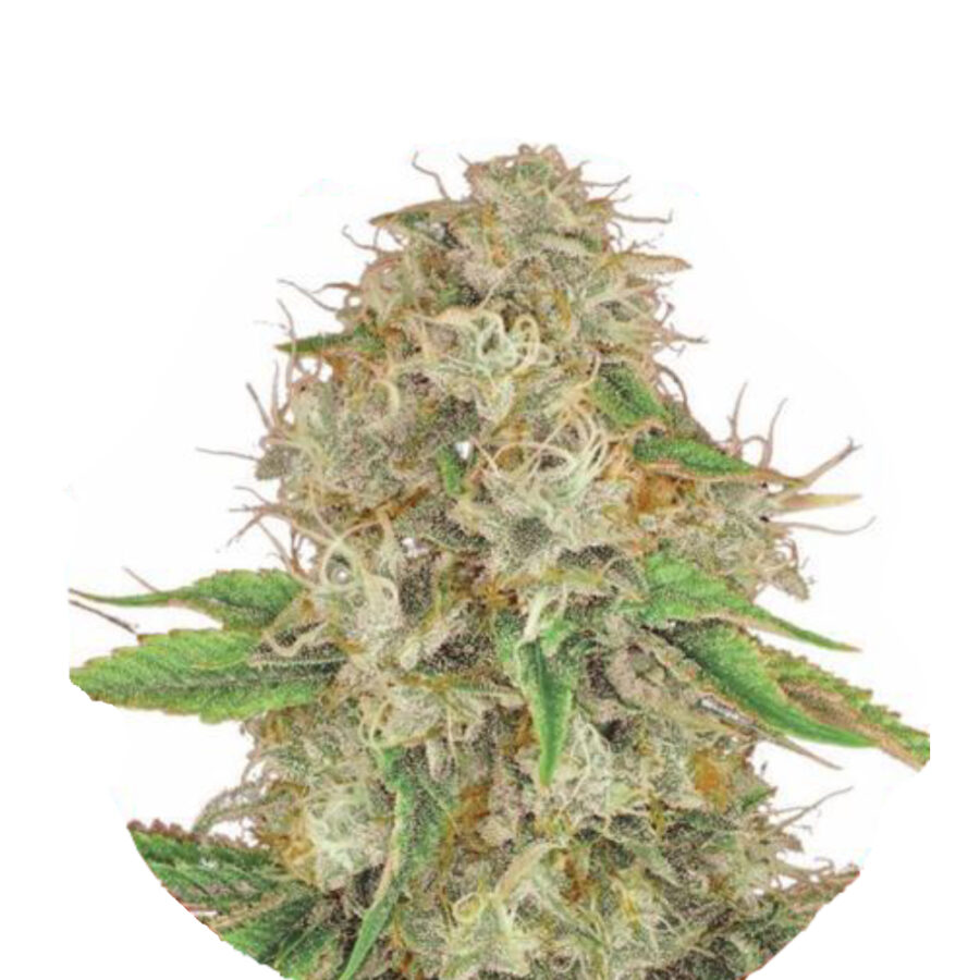 Wholesale Narcos Medellin Munt Feminized 3 seeds pack 1